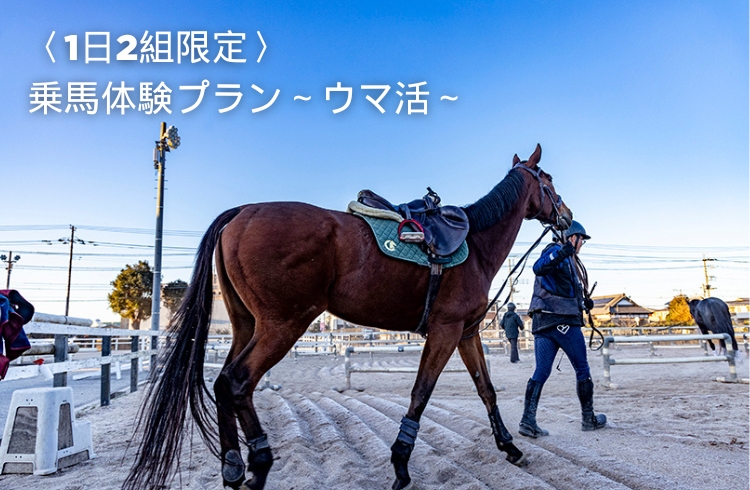 競走馬育成の地、成田で遊んで学ぶ〈1日2組限定〉乗馬体験プラン～ウマ活～